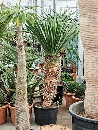 Easy-Care Dragon Tree Dracaena draco 'Compact' Tall Indoor House Plants Trees