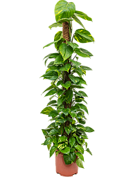 Shade-loving Pothos Scindapsus (Epipremnum) 'Aureum' Indoor House Plants