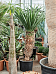 Easy-Care Dragon Tree Dracaena draco 'Compact' Tall Indoor House Plants Trees