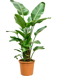 Tropical Bird of Paradise Strelitzia nicolai Indoor House Plants