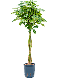 Insta-friendly Umbrella Tree Schefflera arboricola 'Nora' Tall Indoor House Plants Trees