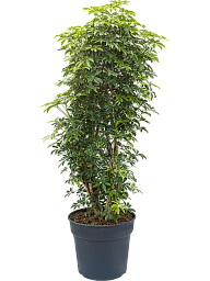 Easy-Care Umbrella Tree Schefflera arboricola 'Luseana' Indoor House Plants