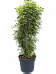 Easy-Care Umbrella Tree Schefflera arboricola 'Luseana' Indoor House Plants
