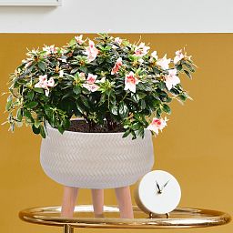 IDEALIST Lite Plaited Style Bowl Planter on Legs, Round Pot Plant Stand Indoor
