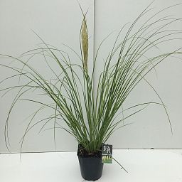 Cortaderia selloana 'Mini Pampas'