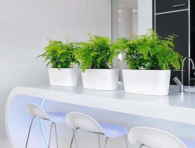 LECHUZA DELTA 10|DELTA 20 Poly Resin Indoor Self-watering Planter