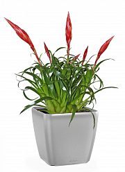 Blooming Scarlet Vriesea in LECHUZA QUADRO LS Self-watering Planter, Total Height 50 cm