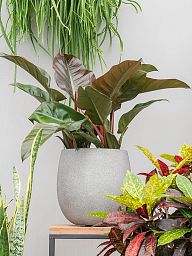 Lush Heart-Leaf Philodendron 'Imperial Red' Indoor House Plants