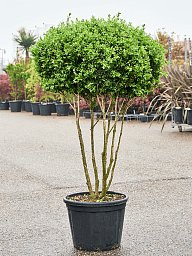 Littleleaf Boxwood Buxus microphylla 'Faulkner' Outdoor Plants