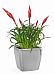 Blooming Scarlet Vriesea in LECHUZA QUADRO LS Self-watering Planter, Total Height 50 cm