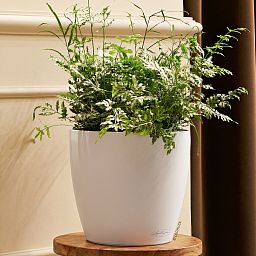 LECHUZA CLASSICO Color Round Poly Resin Self-watering Planter