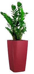 Zamioculcas Zamiifolia in LECHUZA CUBICO Self-watering Planter, Total Height 150 cm