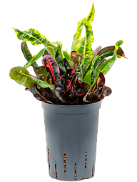 Striking Croton (Codiaeum) variegatum 'Mammi' Indoor House Plants