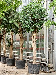 Lush Fig Tree Ficus rubiginosa 'Australis' Tall Indoor House Plants Trees
