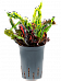 Striking Croton (Codiaeum) variegatum 'Mammi' Indoor House Plants