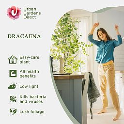 Insta-friendly Corn Plant Dracaena fragrans 'Dorado' Tall Indoor House Plants Trees