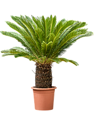 Sago Palm Cycas revoluta
