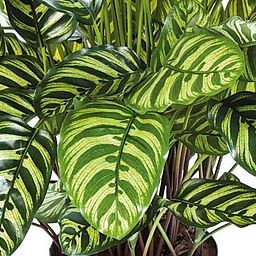 CALATHEA Artificial Flower Plant