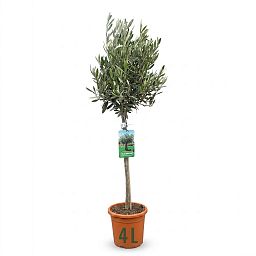 Olive Tree | Olea europea