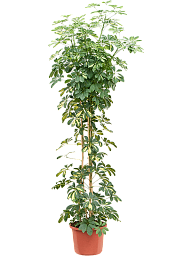 Delicate Umbrella Tree Schefflera arboricola 'Gold Capella' Indoor House Plants