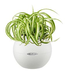Chlorophytum Bonnie in LECHUZA-PURO Self-watering Planter, Total Height 30 cm