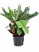 Easy-Care Barbary Fig Croton (codiaeum) variegatum 'excellent' Indoor House Plants