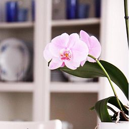 Blooming Phalaenopsis Orchid Standart in LECHUZA MAXI-CUBI Self-watering Planter, Total Height 50 cm