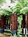 Lush Soft Tree Fern Dicksonia antarctica Tall Indoor House Plants Trees