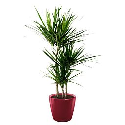 Dracaena Marginata in LECHUZA CLASSICO LS Self-watering Planter, Total Height 120 cm