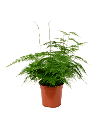 Lush Lace Fern Asparagus setaceus plumosus Indoor House Plants