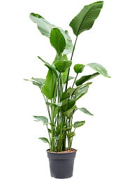 Tropical Bird of Paradise Strelitzia nicolai Indoor House Plants