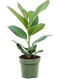 Lush Banyan Fig Ficus benghalensis 'Audrey' Indoor House Plants