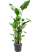 Tropical Bird of Paradise Strelitzia nicolai Indoor House Plants