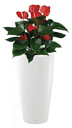 Blooming Anthurium Andraeanum in LECHUZA RONDO Self-watering Planter, Total Height 100 cm