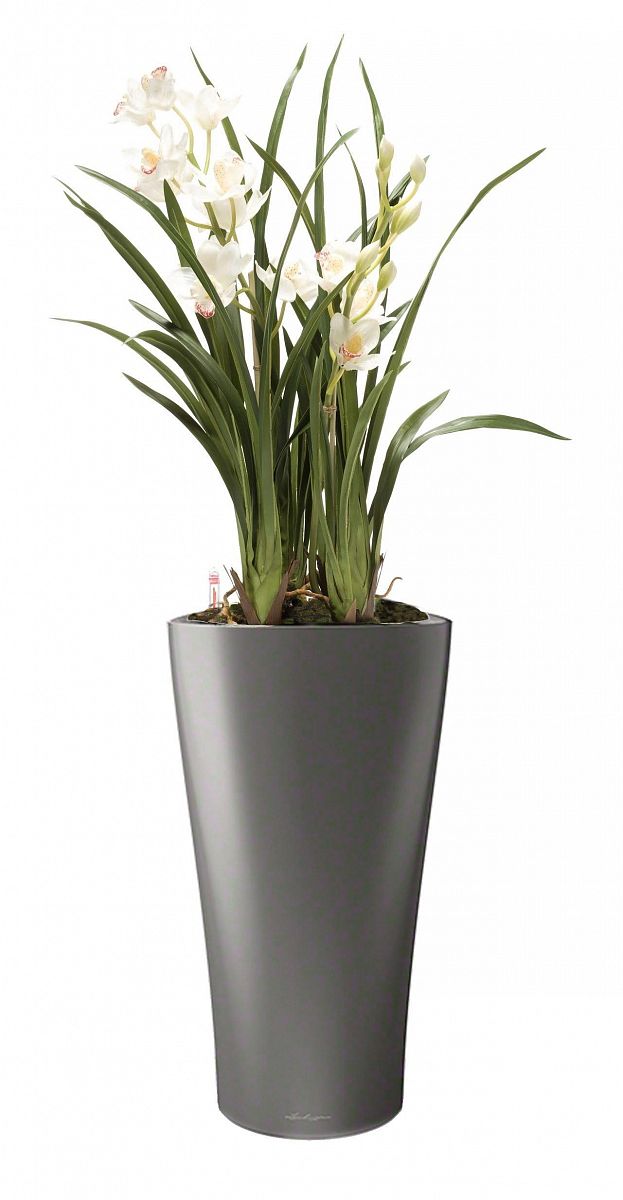 Blooming Cymbidium Orchid in LECHUZA DELTA Self-watering Planter, Total Height 120 cm