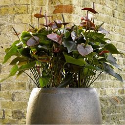 Ceramic Sepia Round Large Planter Pot In/Out