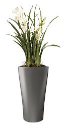 Blooming Cymbidium Orchid in LECHUZA DELTA Self-watering Planter, Total Height 120 cm