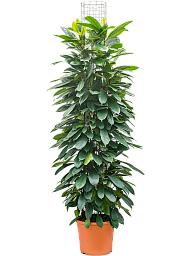 Lush African Fig Ficus cyathistipula Indoor House Plants