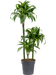 Insta-friendly Corn Plant Dracaena fragrans 'Dorado' Tall Indoor House Plants Trees