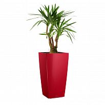 Potted House Plant Yucca in LECHUZA CUBICO Scarlet Red High Gloss Self...