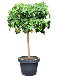 Cheerful Citrus lemon Tall Indoor House Plants Trees