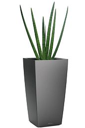 Sansevieria Micado in LECHUZA CUBICO Self-watering Planter, Total Height 60 cm