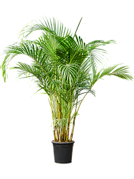 Lush Areca Palm Dypsis (Areca) lutescens Indoor House Plants