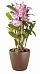 Blooming Dendrobium Orchid in LECHUZA CLASSICO Color Self-watering Planter, Total Height 60 cm