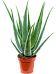 Easy-Care Medicinal Aloe vera barbadensis Indoor House Plants