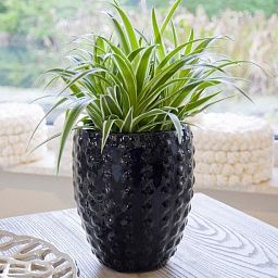 Ceramic Round Tall Bump Glossy Planter Pot In/Out