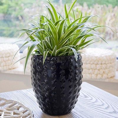 Ceramic Round Tall Bump Glossy Planter Pot In/Out