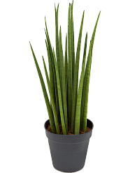 Trendy Snake Plant Sansevieria cylindrica 'Spikes' Indoor House Plants