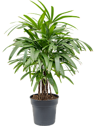 Tropical Lady Palm Rhapis excelsa Indoor House Plants