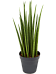 Trendy Snake Plant Sansevieria cylindrica 'Spikes' Indoor House Plants